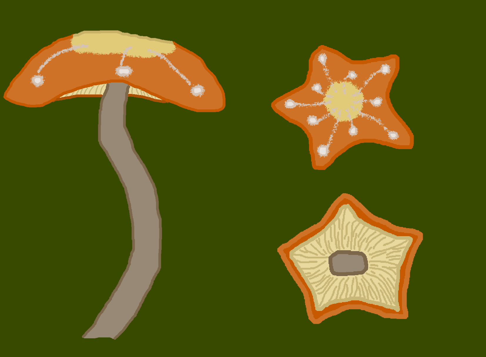 ホシカサアマツブチャイロクキタケ