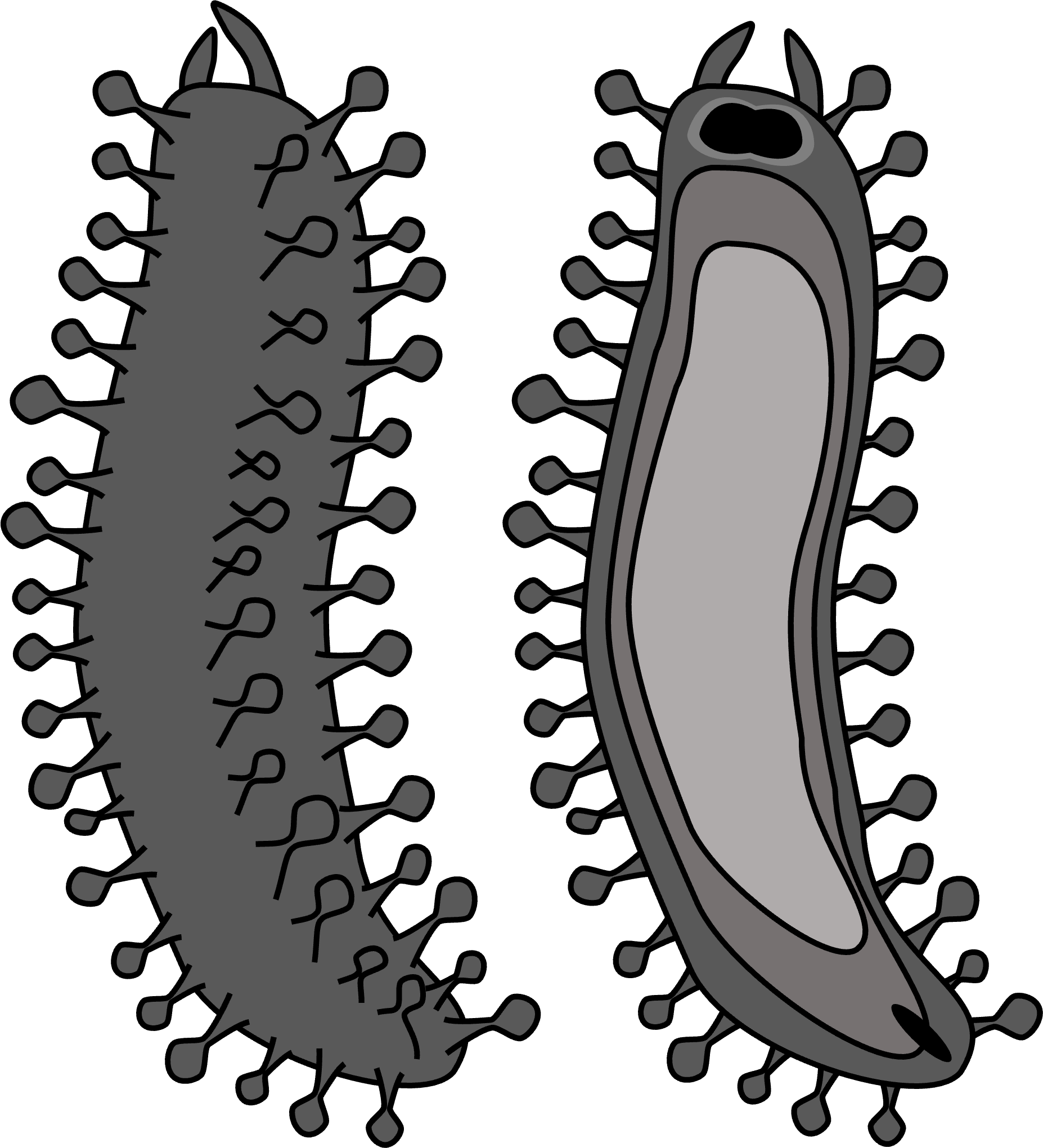 クロイボクラゲナマコ